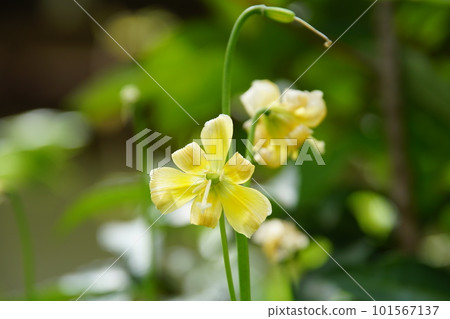 Yellow Erythronium japonicum 101567137