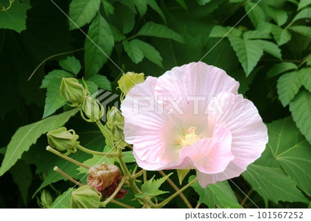 醉芙蓉（Drunken Fuyou）白色花瓣略帶粉紅色 101567252