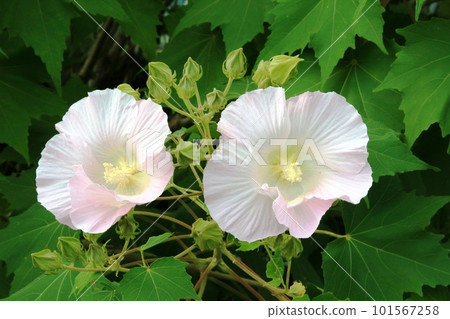 醉芙蓉（Drunken Fuyou）白色花瓣略帶粉紅色 101567258