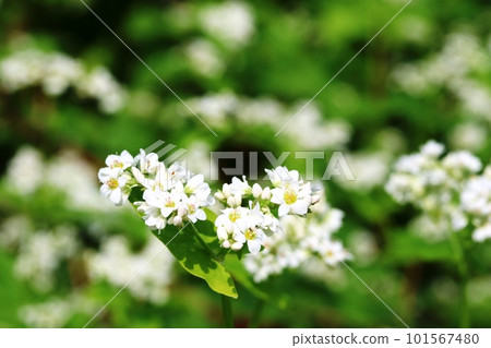 Small white Akisoba (autumn buckwheat) flowers Small white Akisoba (autumn buckwheat) flowers 101567480