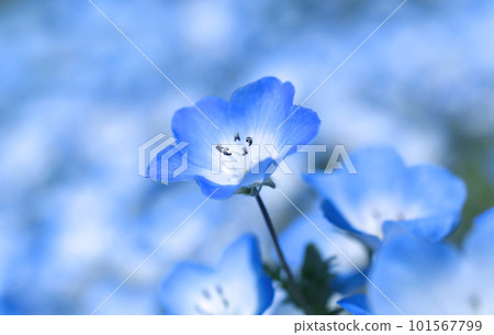 Nemophila close up Nemophila close up 101567799