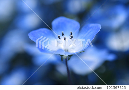 Nemophila close up Nemophila close up 101567823