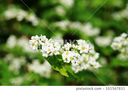 Small white Akisoba (autumn buckwheat) flowers 101567831