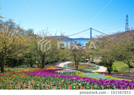 春天從日野山公園土耳其鬱金香園看關門海峽，櫻花盛開 101567853