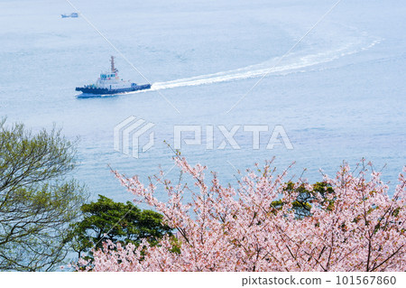 Kanmon Straits viewed from Hinoyama Park Turkey Tulip Garden in spring with cherry blossoms Kanmon Straits viewed from Hinoyama Park Turkey Tulip Garden in spring with cherry blossoms 101567860