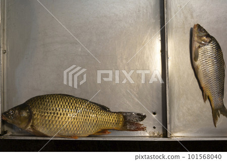 Fresh carp fish in a big tray Fresh carp fish in a big tray 101568040