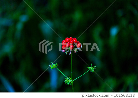 Oguni Shrine and its precincts, Morimachi Ichinomiya, Shuchi-gun, Shizuoka Prefecture Oguni Shrine and its precincts, Morimachi Ichinomiya, Shuchi-gun, Shizuoka Prefecture 101568138