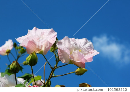 Confederate rose that shines in the autumn sky Confederate rose that shines in the autumn sky 101568210
