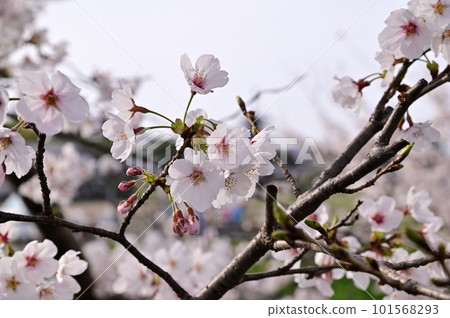 Akishinagawa in spring, row of cherry blossom trees in full bloom Akishinagawa in spring, row of cherry blossom trees in full bloom 101568293