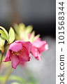 Christmas rose 101568344