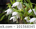 Christmas rose 101568345