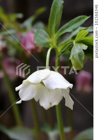 聖誕節玫瑰 101568346