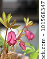 Christmas rose 101568347