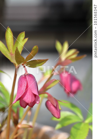 Christmas rose 101568347