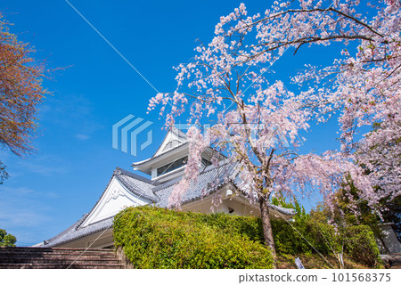 Cherry blossoms and Hiwasa Castle against the blue sky Cherry blossoms and Hiwasa Castle against the blue sky 101568375