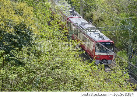 Keikyu [Keikyu 1000 type] local train bound for Kanazawa Bunko runs through fresh greenery 101568394