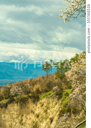 Flowering of dogwood and apple tree in early spring in sandy rocks near Melnik Bulgaria 101568526