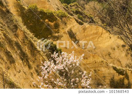 Flowering of dogwood and apple tree in early spring in sandy rocks near Melnik Bulgaria Flowering of dogwood and apple tree in early spring in sandy rocks near Melnik Bulgaria 101568543