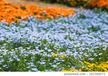 春天在日野山公園盛開的美麗花粉蝶 春天在日野山公園盛開的美麗花粉蝶 101568571