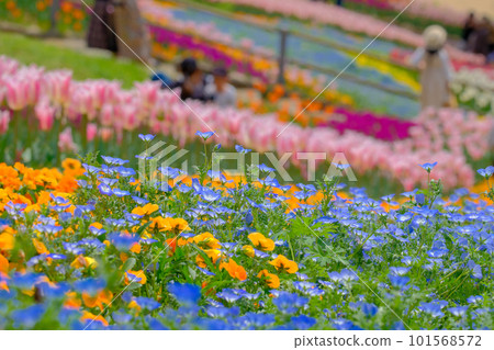 春天在日野山公園盛開的美麗花粉蝶 101568572