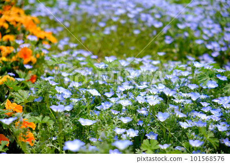 Beautiful nemophila blooming in Hinoyama Park in spring 101568576