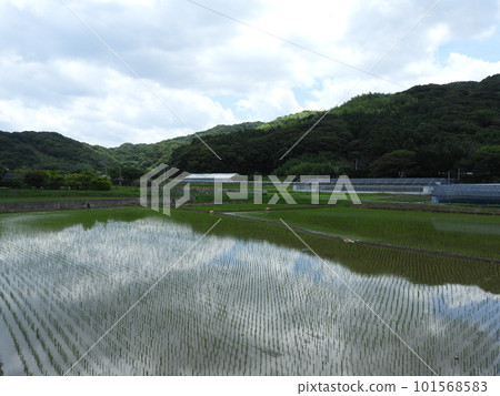 與稻田的風景 101568583
