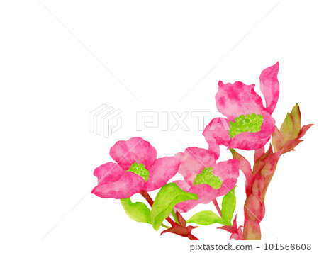 Dogwood illustration painted by watercolor Dogwood illustration painted by watercolor 101568608