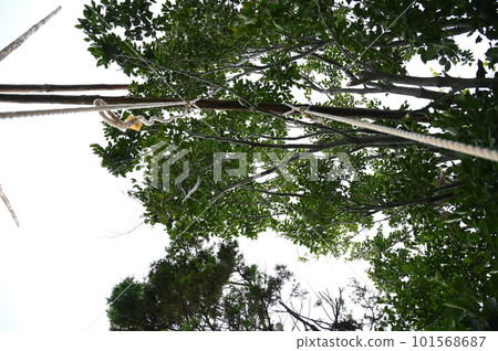 乘坐手工鞦韆抬頭仰望 101568687