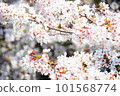 櫻花盛開 101568774