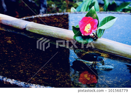 漂浮在水面上的山茶花 101568779