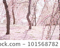 鋪滿花瓣的梅林 101568782