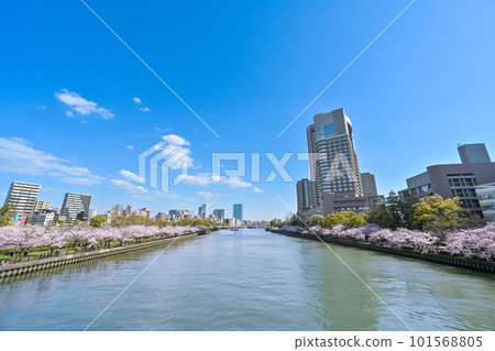 Rows of cherry blossom trees in full bloom along the Okawa River seen from Temmabashi with a beautiful blue sky background 101568805