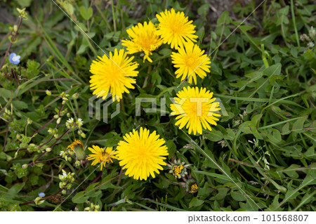 Dandelion flowers blooming in the spring field Dandelion flowers blooming in the spring field 101568807