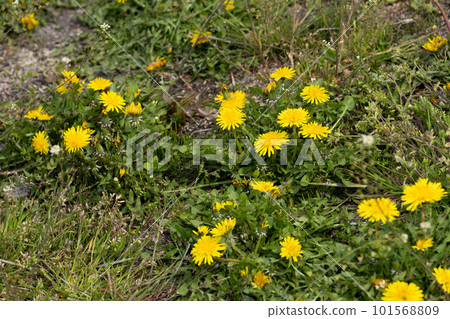 Dandelion flowers blooming in the spring field 101568809