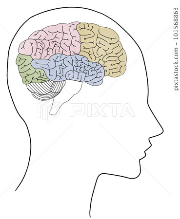 大腦的人體橫截面(側身)圖示說明 大腦的人體橫截面(側身)圖示說明 101568863