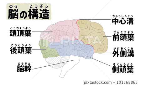 Structure and name of the brain Illustration in Japanese 101568865