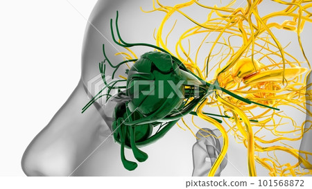 Human eye anatomy for medical concept 3D Rendering Human eye anatomy for medical concept 3D Rendering 101568872
