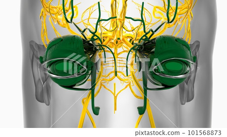 Human eye anatomy for medical concept 3D Rendering Human eye anatomy for medical concept 3D Rendering 101568873