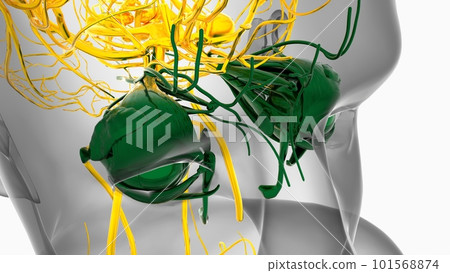 Human eye anatomy for medical concept 3D Rendering 101568874