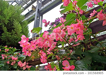 島根 島根縣 Hana Shimane Hana no Sato 島根 島根縣 Hana Shimane Hana no Sato 101568905