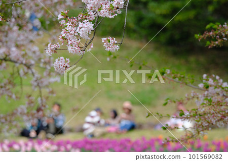 Cherry blossom viewing at Hinoyama Park Turkey Tulip Garden in spring 101569082