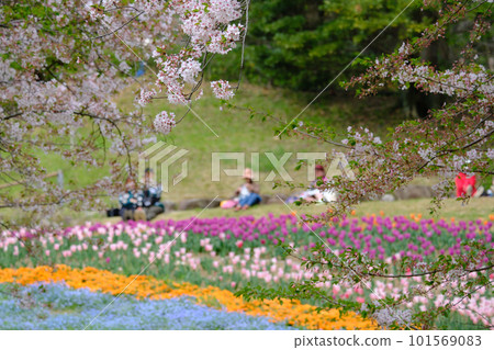 火之山公園土耳其鬱金香園春季賞櫻 火之山公園土耳其鬱金香園春季賞櫻 101569083