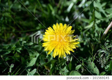 春天陽光下蒲公英的特寫 101569145