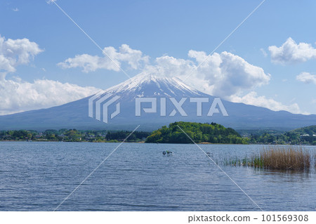 河口湖和富士山 101569308