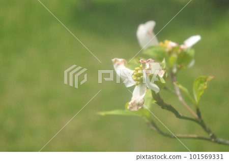 春天的花朵：山茱萸，開花的樹木，有白色和粉色的涼爽色調 101569331