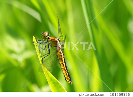 Harassetry魚(女) Harassetry魚(女) 101569556