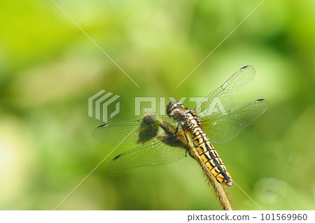 Harassetry fish (female) Harassetry fish (female) 101569960