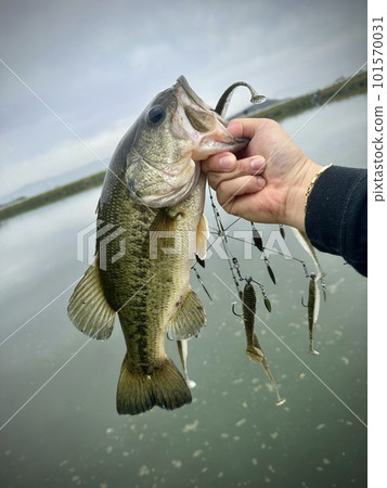 Black bass caught on an Alabama rig 101570031