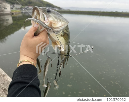 Black bass caught on an Alabama rig 101570032