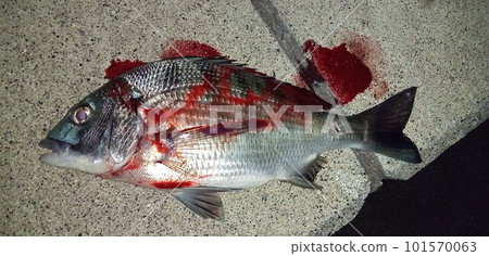 在釣魚點捕獲的黑鯛 101570063